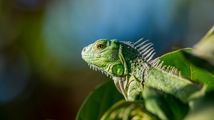 Green lizard