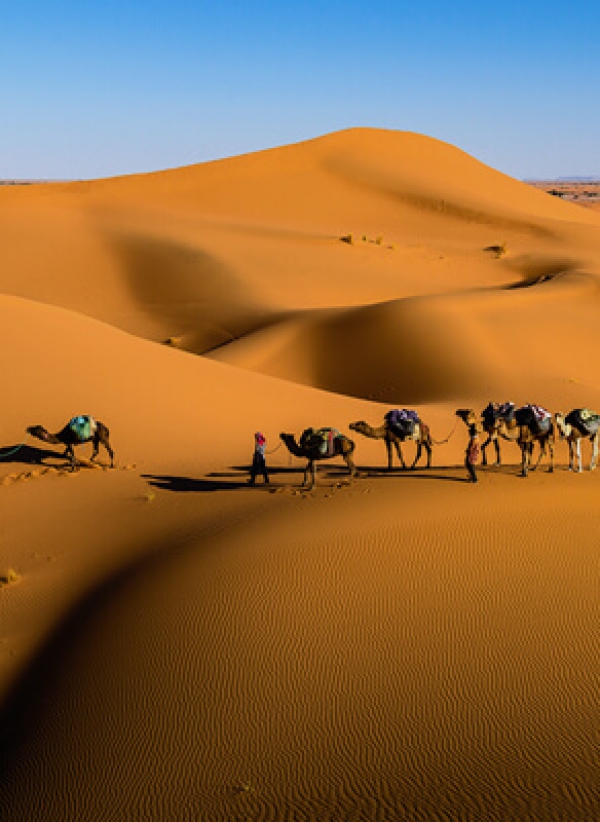 Kolonihagen Branding